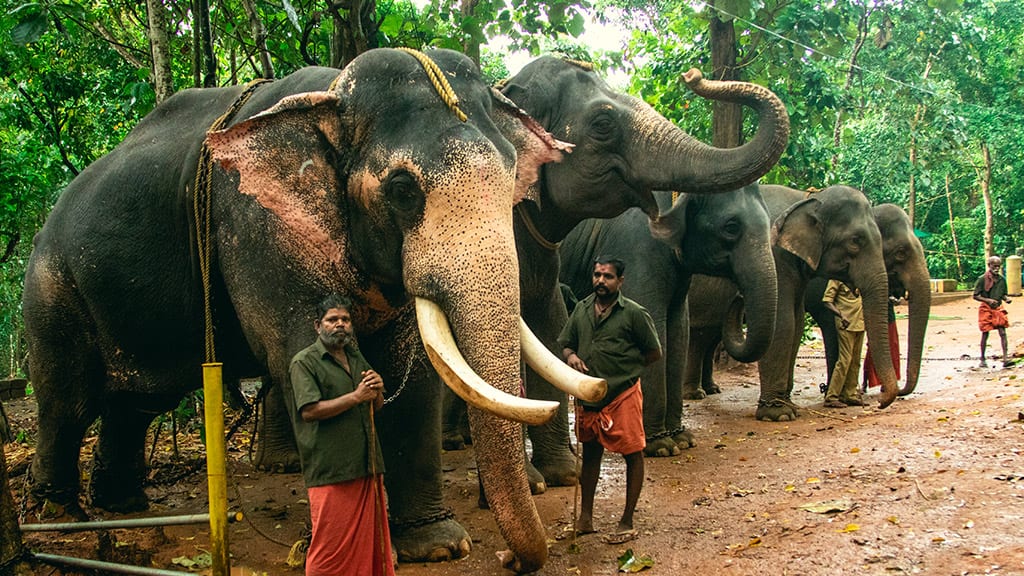 Zoo at Abhayaranyam