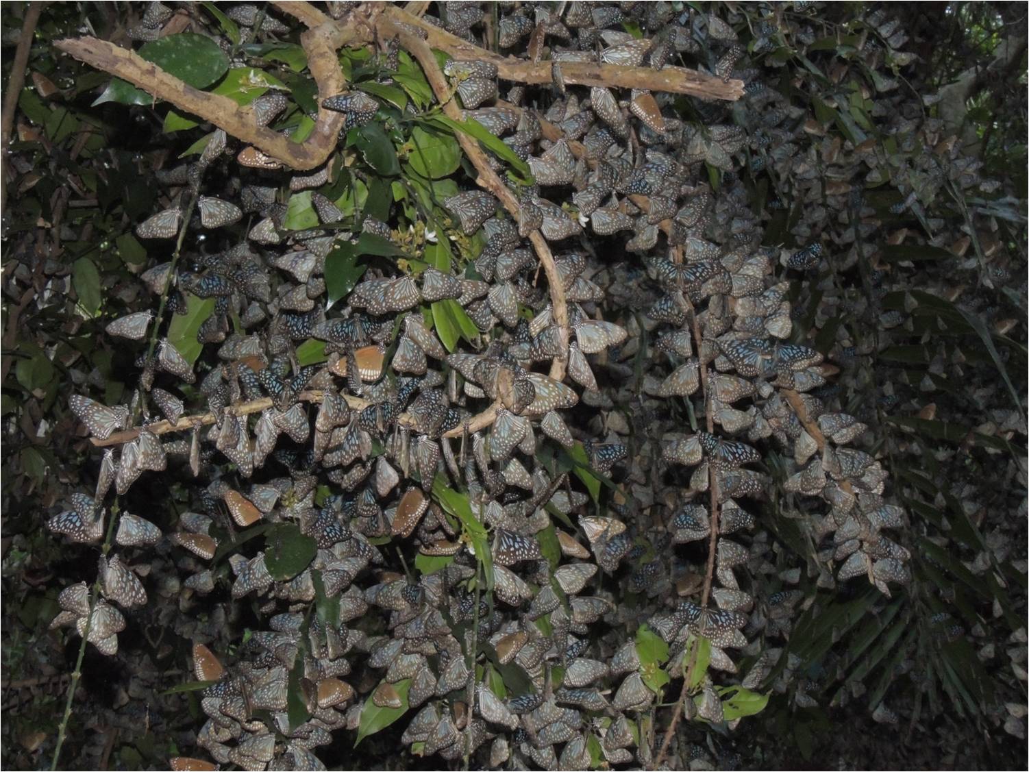 Aralam Ecotourism- Trekking and Off-Road Drive at Aralam WL Sanctuary - Photo 2