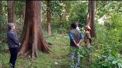 Bourdillon's Plot at Palaruvi