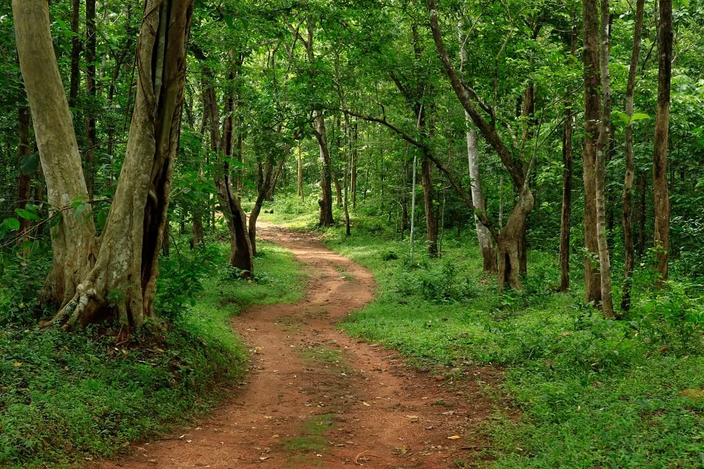 Bus Tour to Gavi Rainforest at Eco Tourism Konni (Anathavalam)