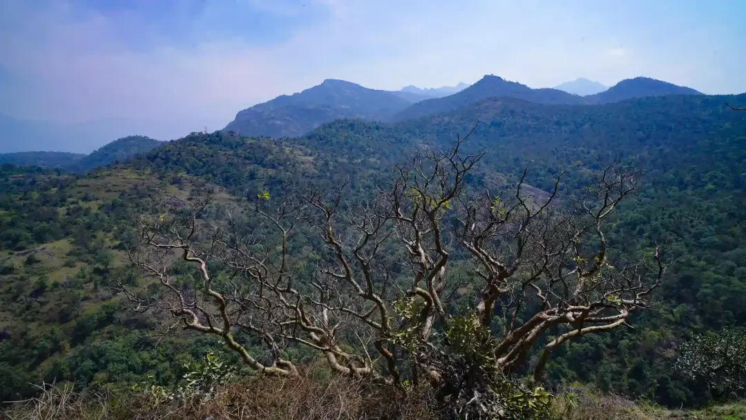 Park Entry Pack -10 (Hiking to Chinnar Riverside Trekking) at Chinnar Wildlife Sanctuary - Photo 3