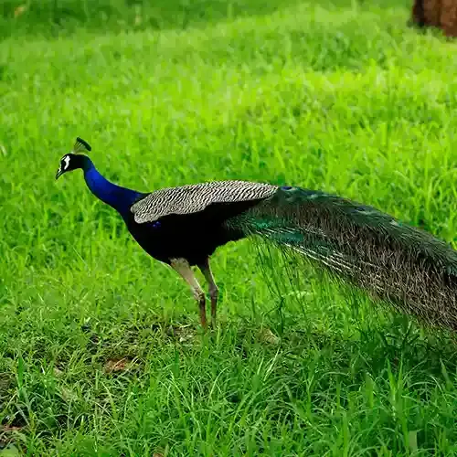 Chulannur