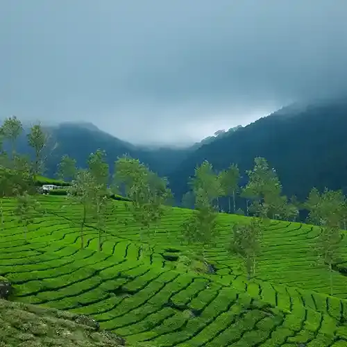Devikulam