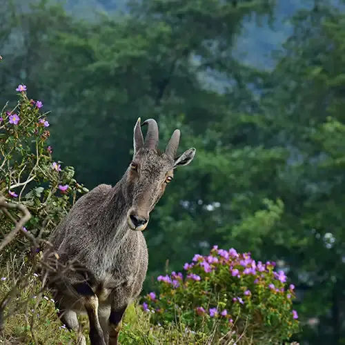 Eravikulam National Park