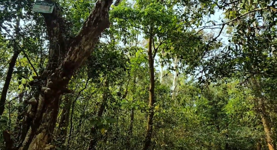 Sight seeing, jungle walk at Janakikkadu - Photo 2