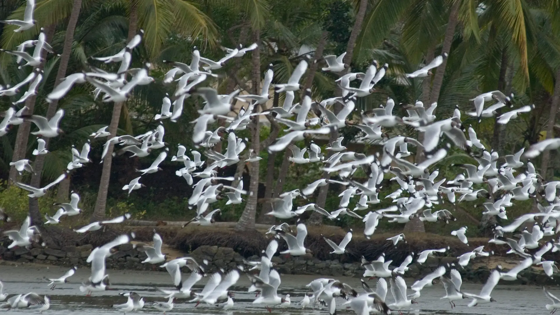 Kozhikode