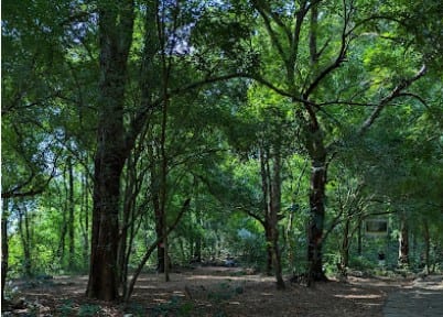Sightseeing, jungle walk at Kakkavayal - Photo 3