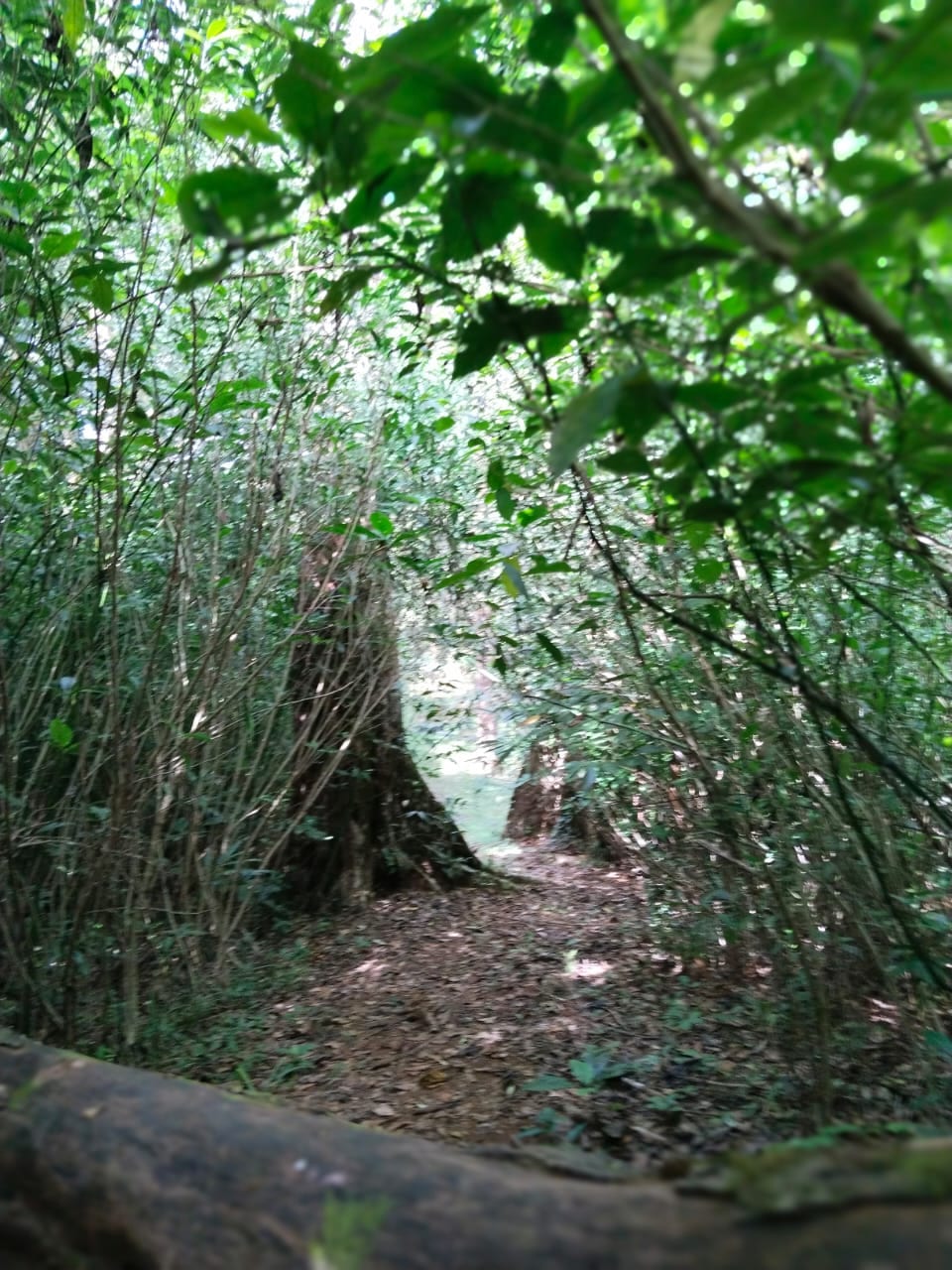 Trekking to Kannadipara at Kainagiri - Photo 3