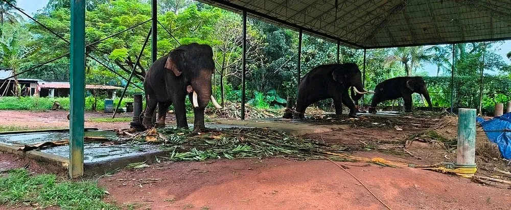 Kaveri Elephant Park