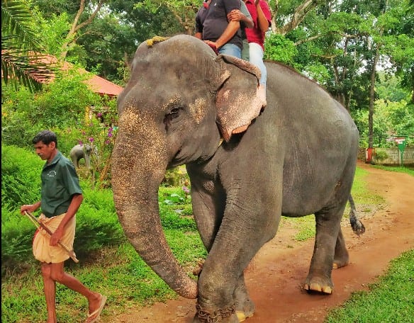 Elephant Feeding (Anayoottu) at Eco Tourism Konni (Anathavalam)