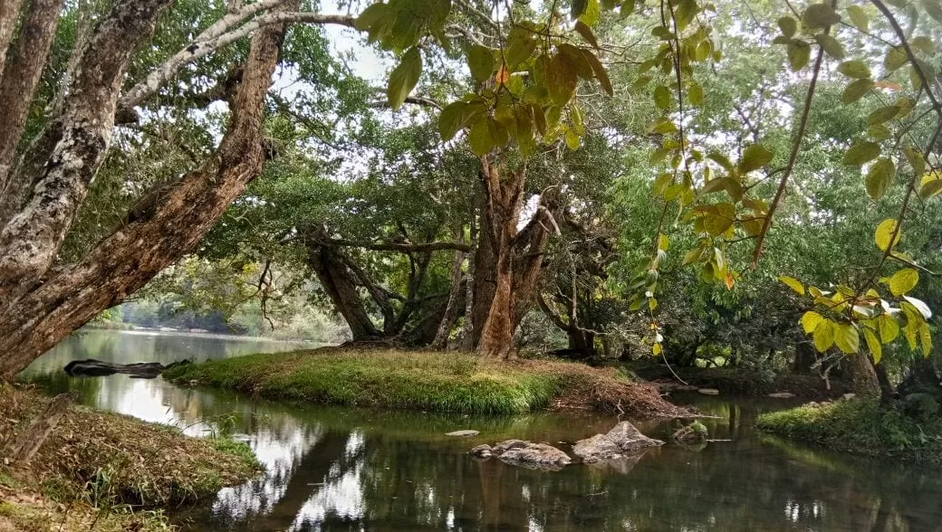 PAKKOM KURUVA ISLAND - CHERIYAMALA SIDE at Kuruva Island - Photo 3