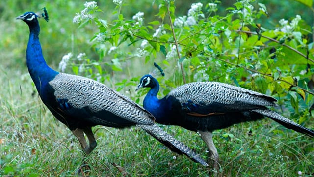 Chilambathodi Trekking at Chulannur