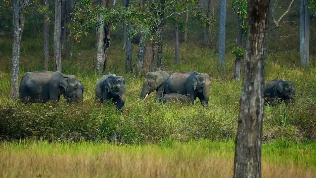 Muthanga Wildlife Sanctuary