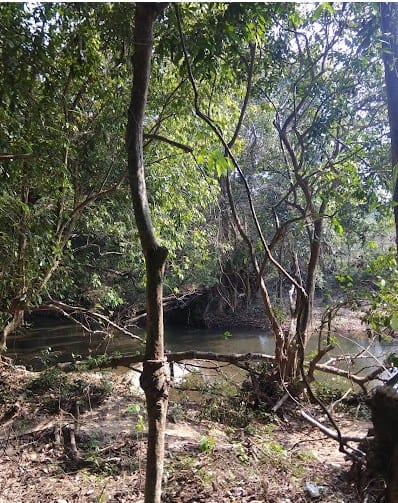 Nedumkayam Rainforest at Nedumkayam