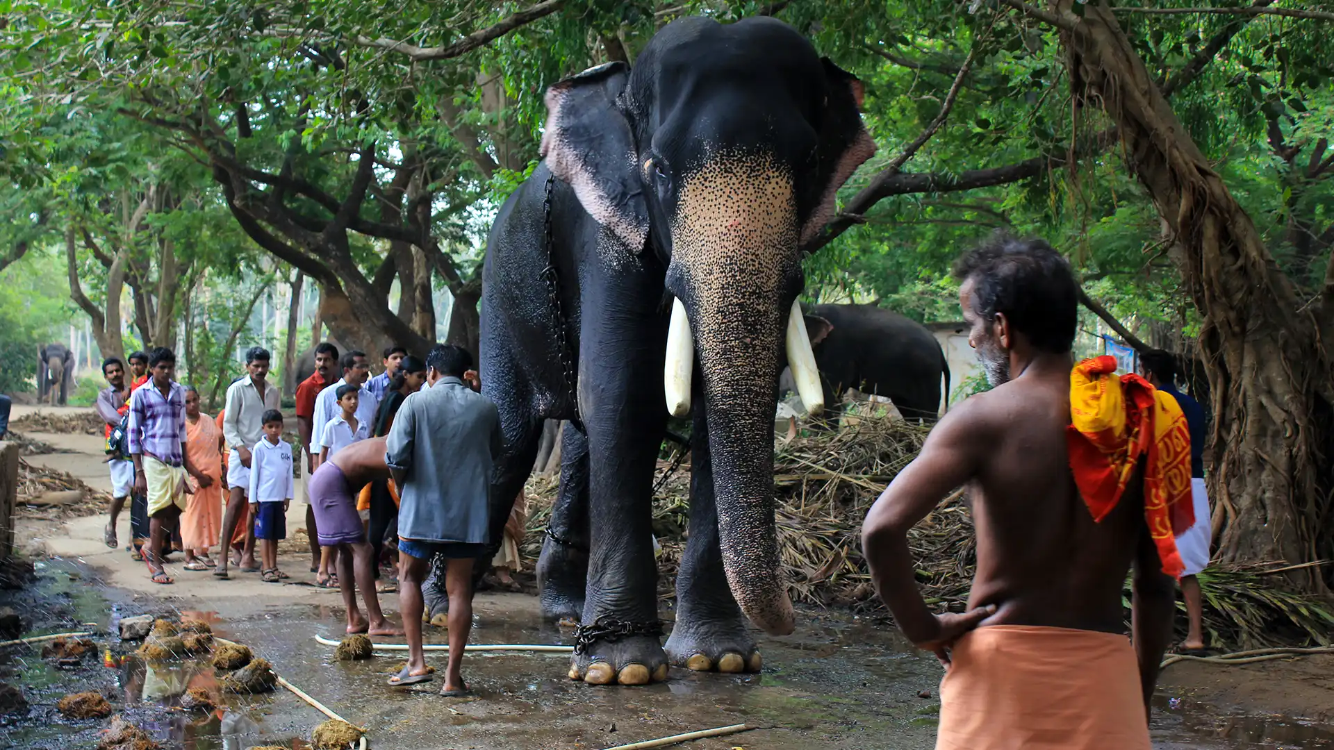 Punnathur Kotta (Elephant Sanctuary)