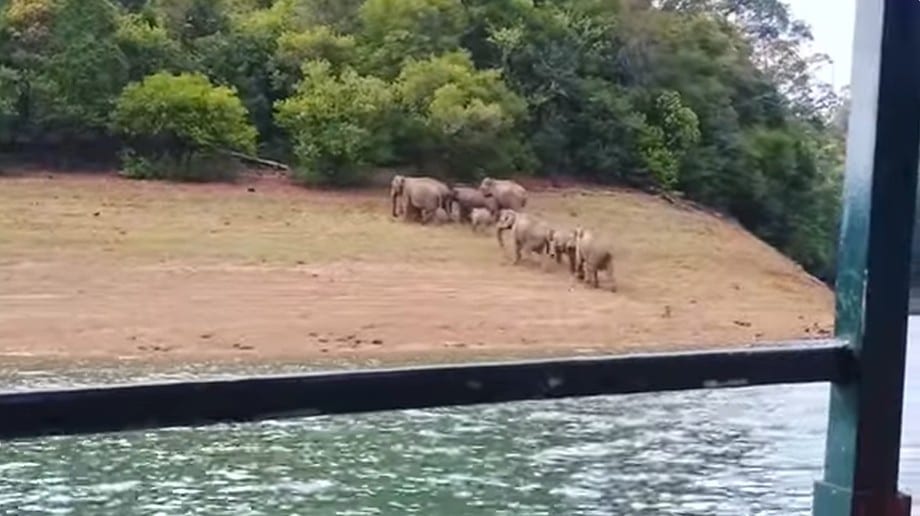 Boat Safari (5 persons for 1Hr) at Shendurney - Photo 2