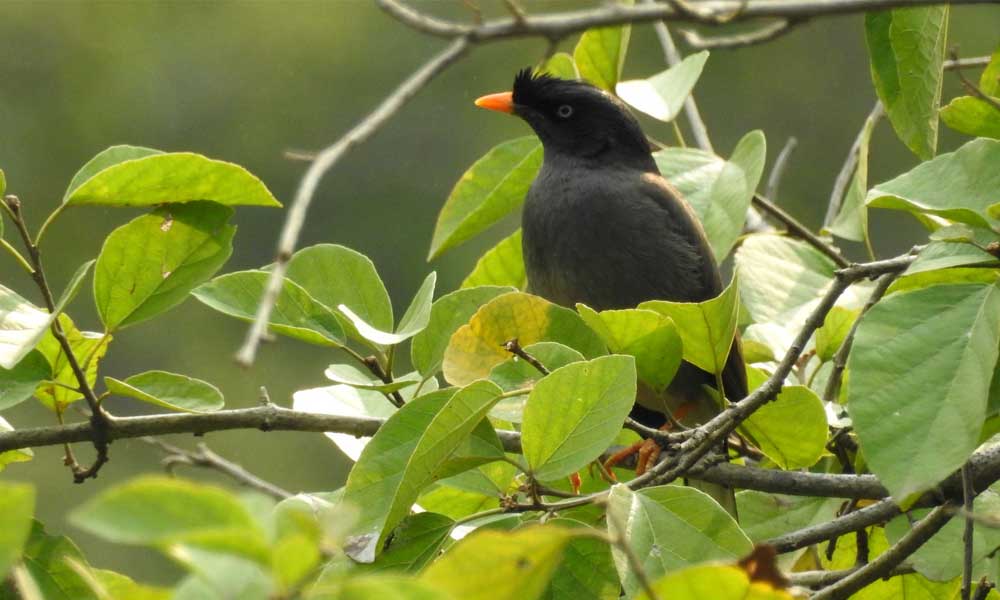 Park entry pack -41 (Mathikettan Shola Trekking) at Shola National Park - Photo 3