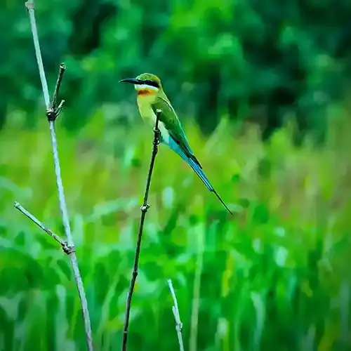 Thattekkad Bird Sanctuary (Salim Ali Bird Sanctuary)