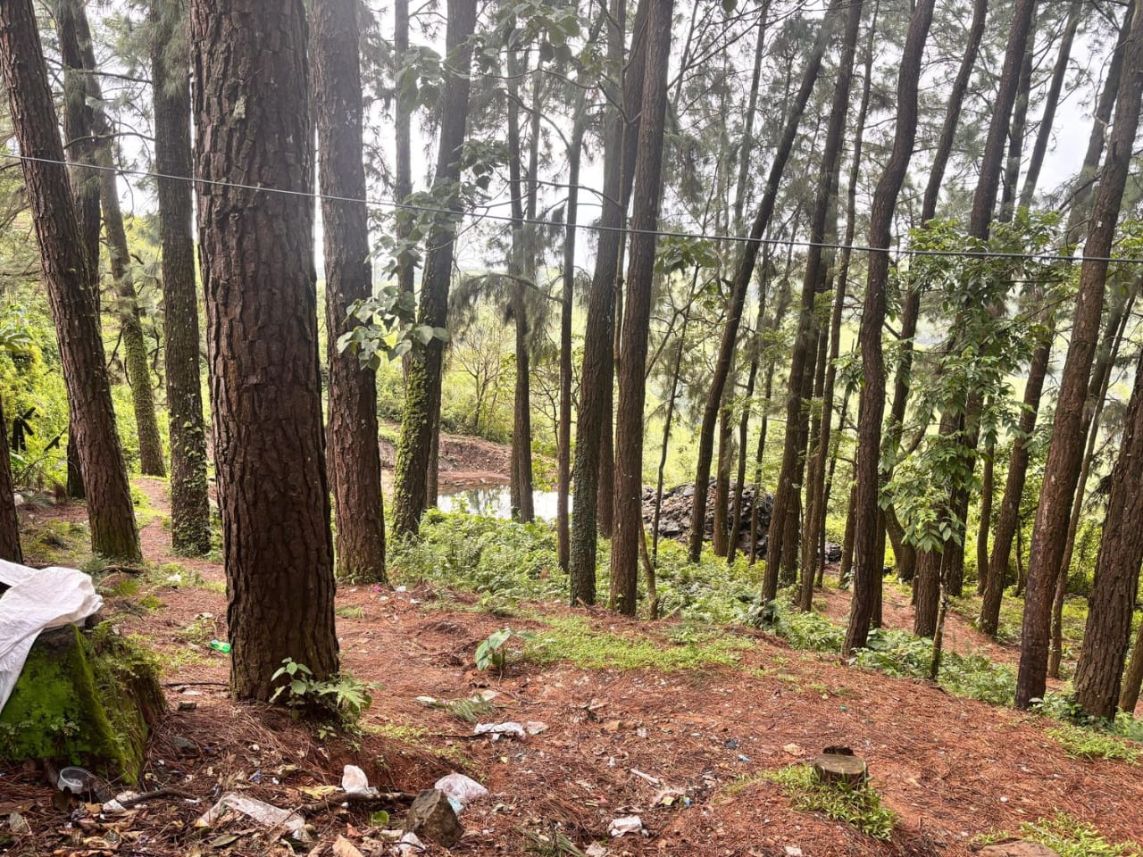Entrance at Vagamon (Pine Valley)